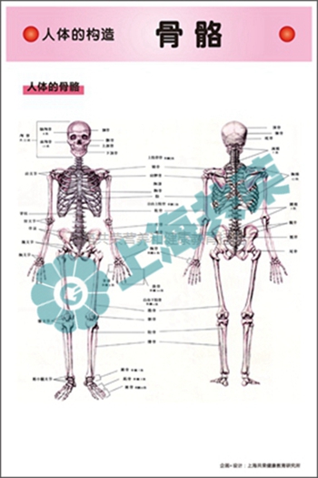 人體的構(gòu)造--骨骼