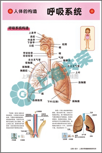 人體的構造--呼吸系統(tǒng)