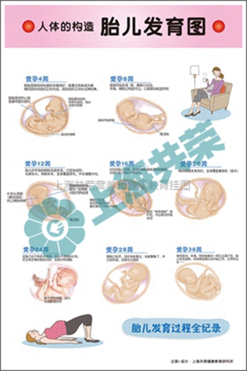 人體的構(gòu)造-胎兒發(fā)育過程