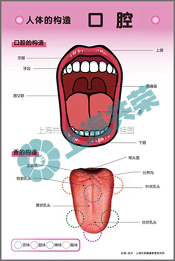 人體的構造